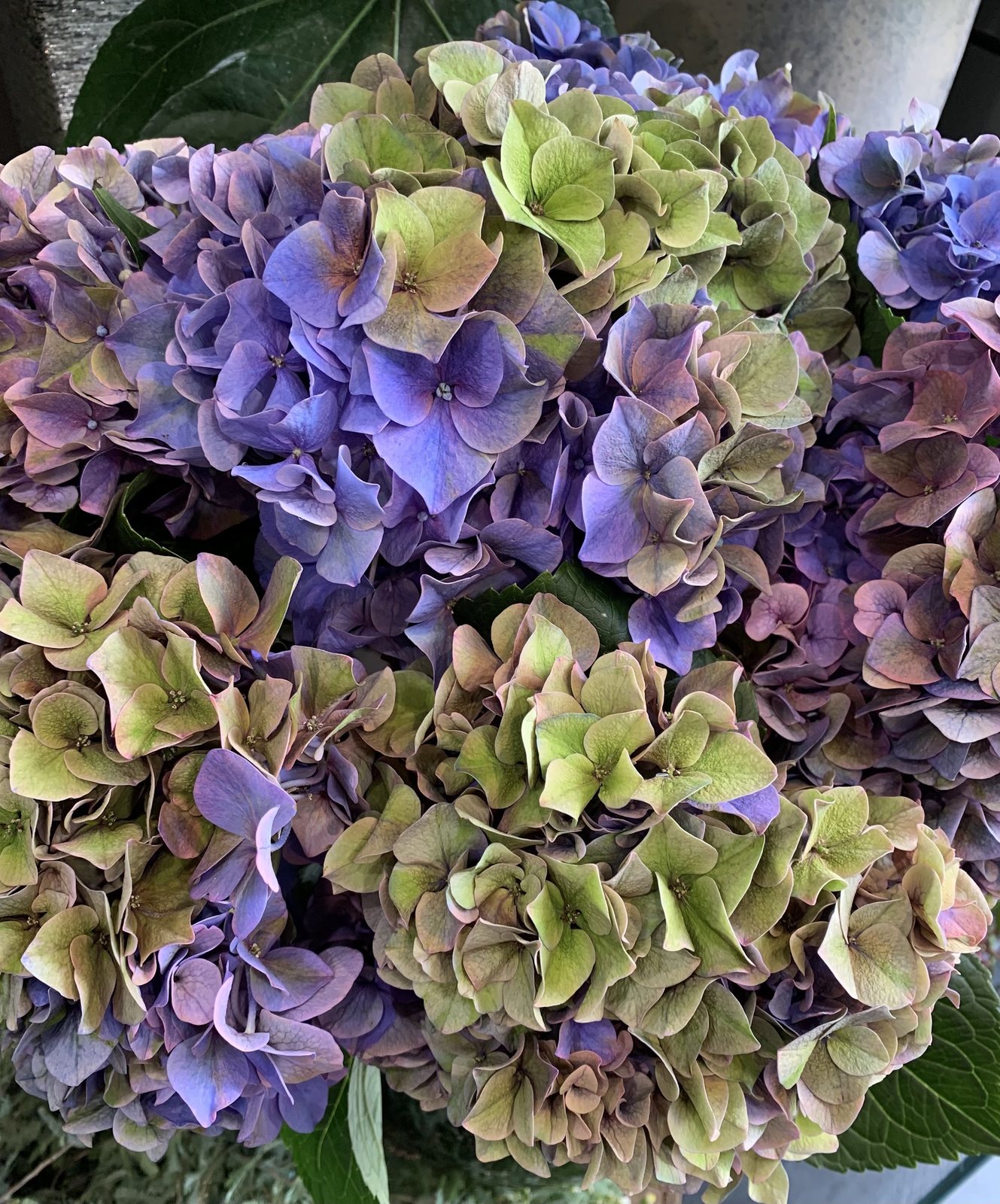 Hortensias mauves et verts