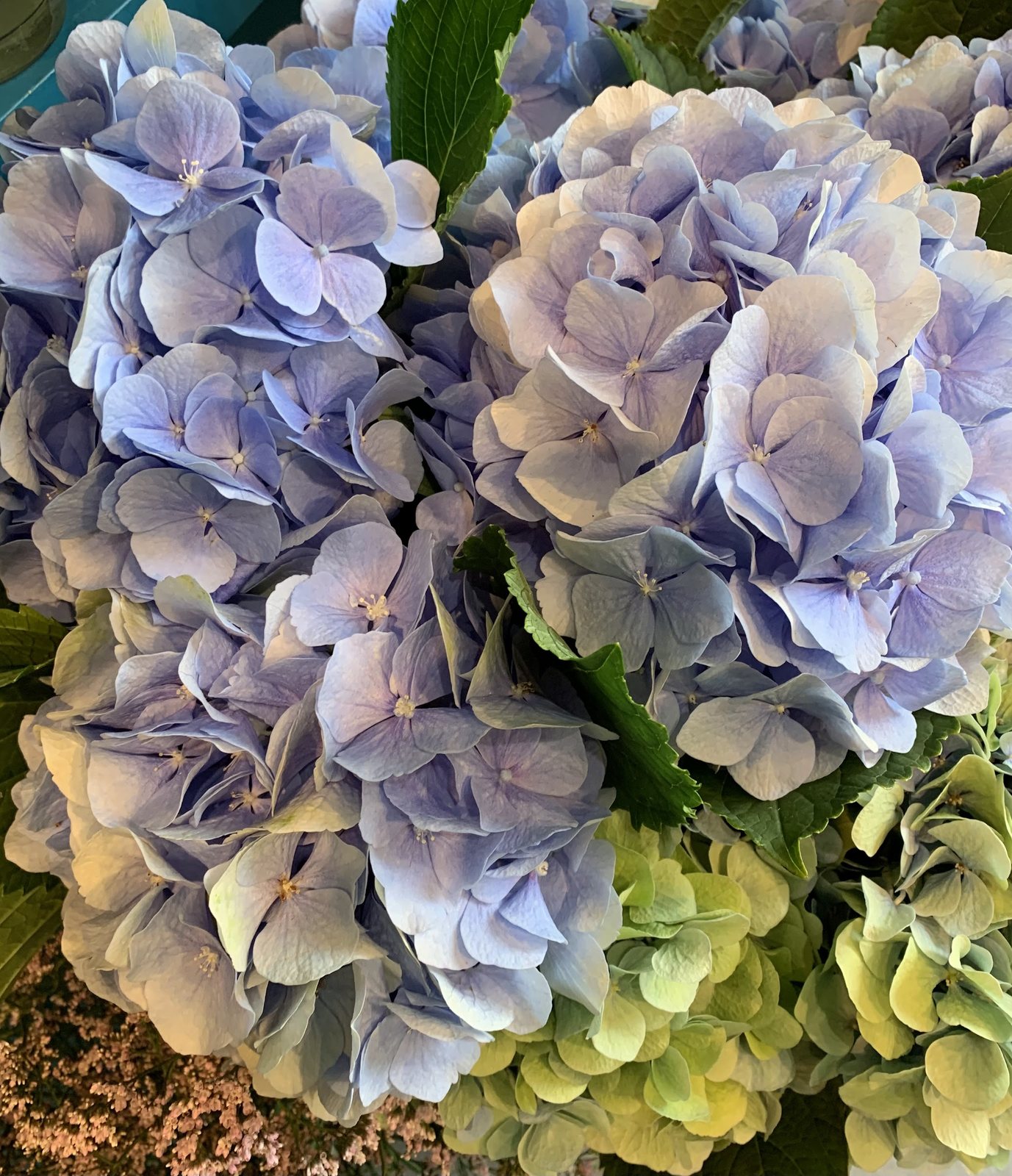 Hortensias bleu lavande