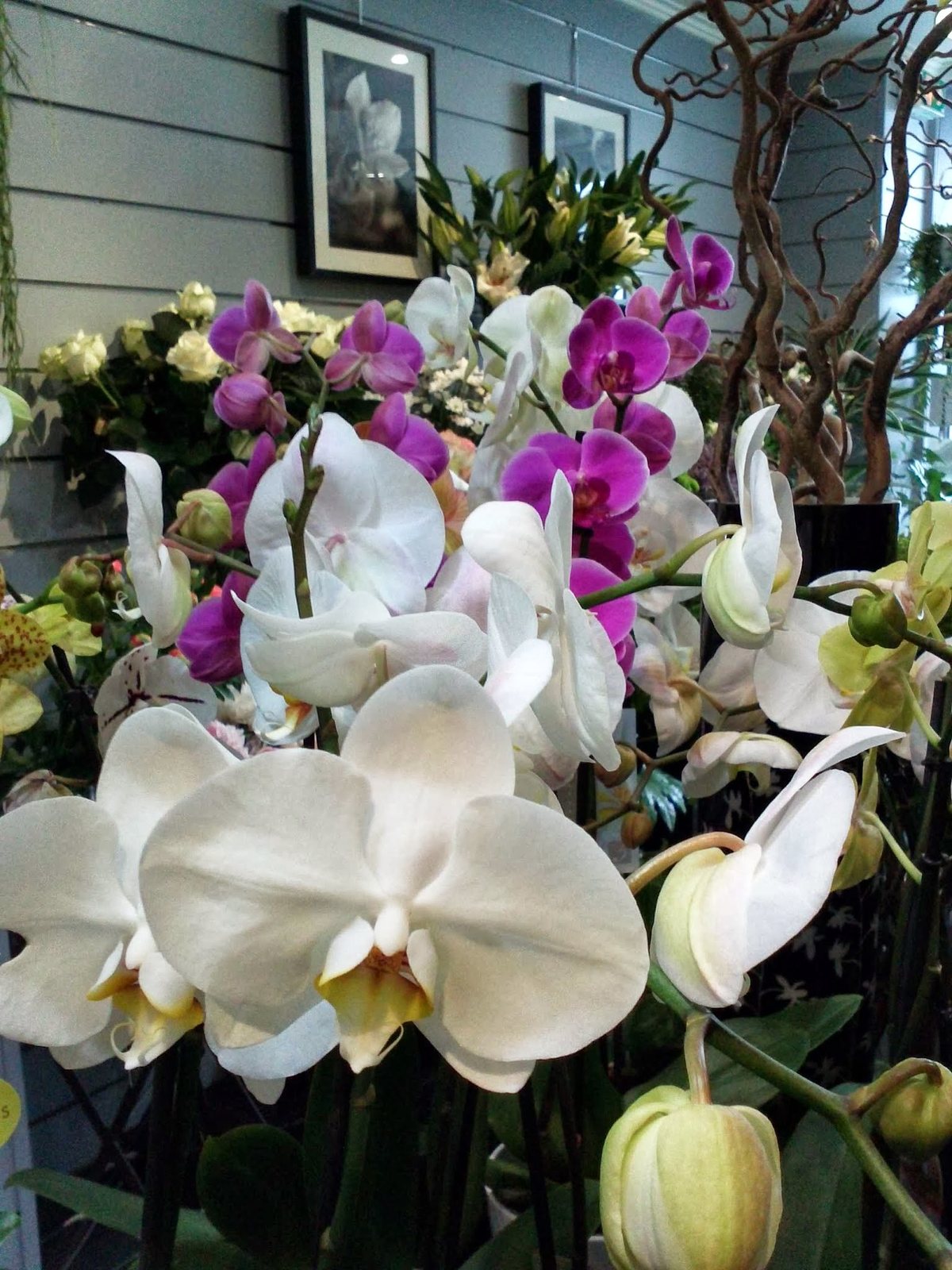Orchidées blanches et violettes
