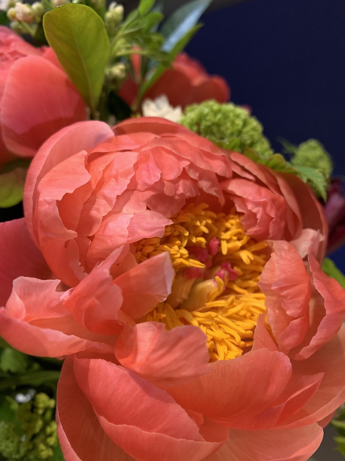 Pivoines corail