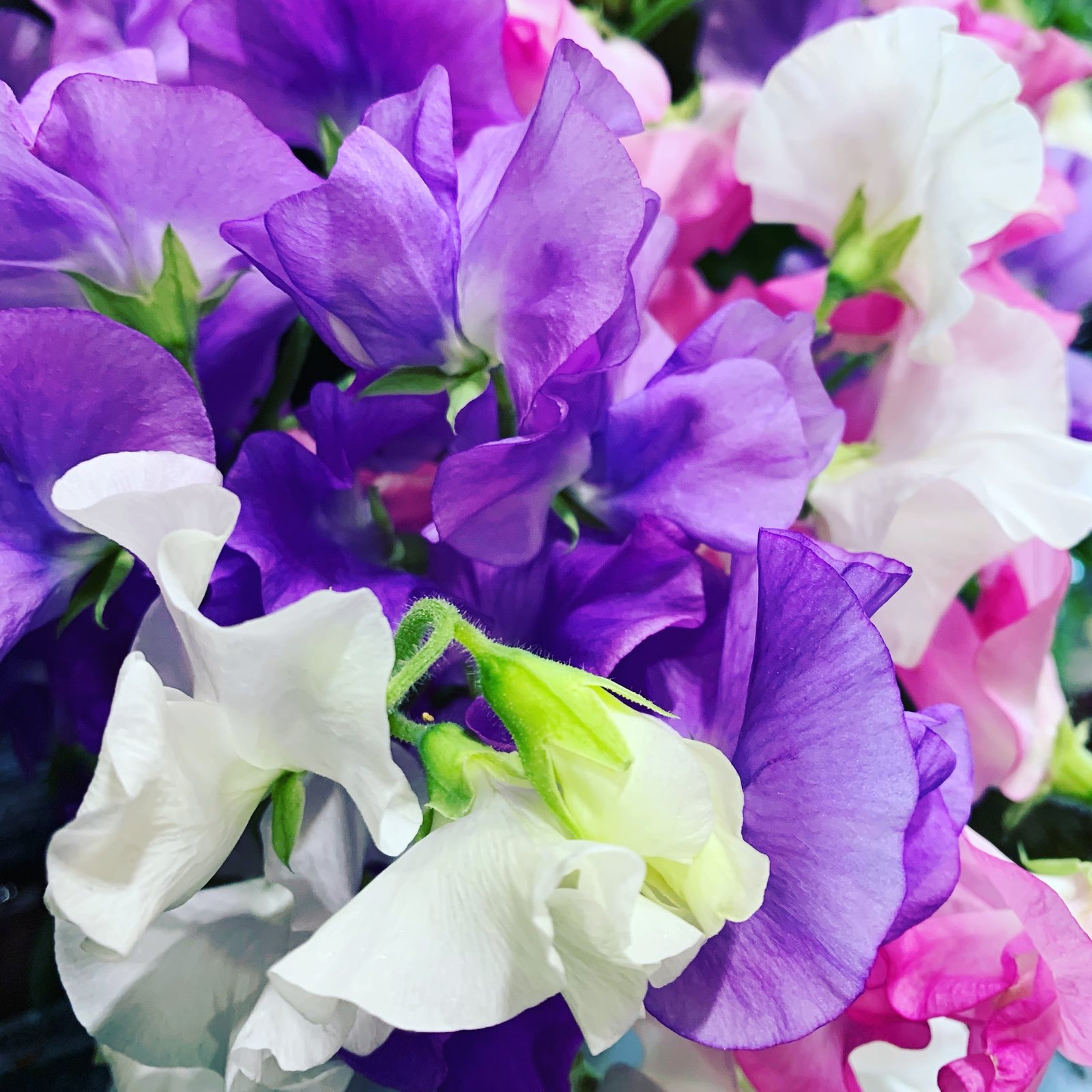 Pois de senteur violets et blancs